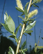 Image of Pacific willow