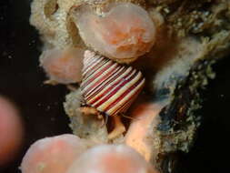 Image de Calliostoma ligatum (Gould 1849)