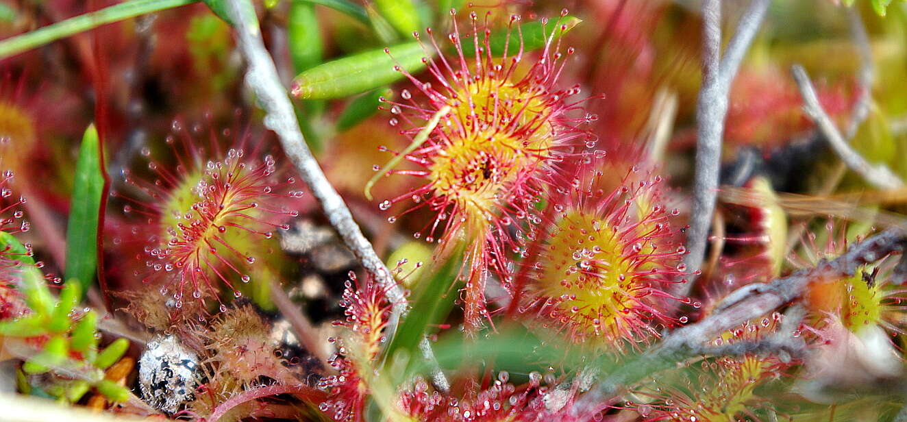 Image of Common Sundew