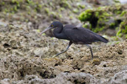 Image of Eastern Reef Egret