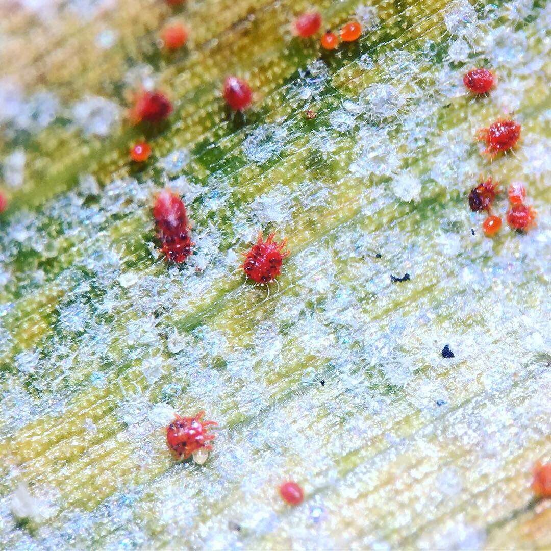 Image of Red palm mite