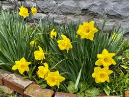 Image of daffodil