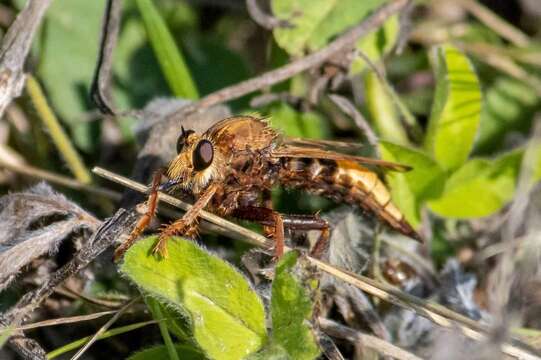 Image of Hornet robberfly