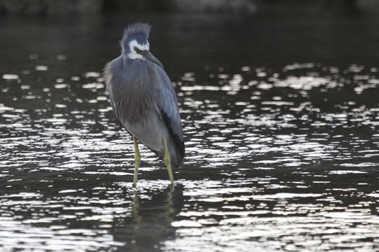 Image of White-faced Heron