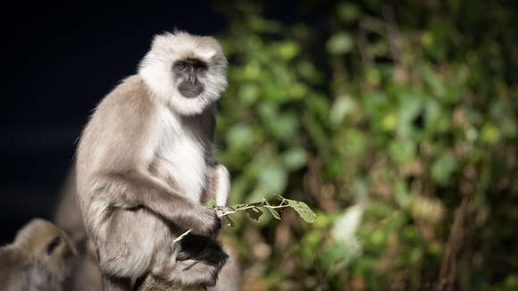 Image of Central Himalayan Langur