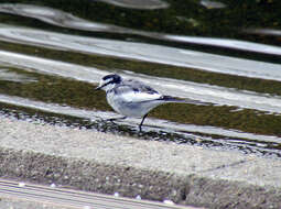 Image of Pied Wagtail and White Wagtail