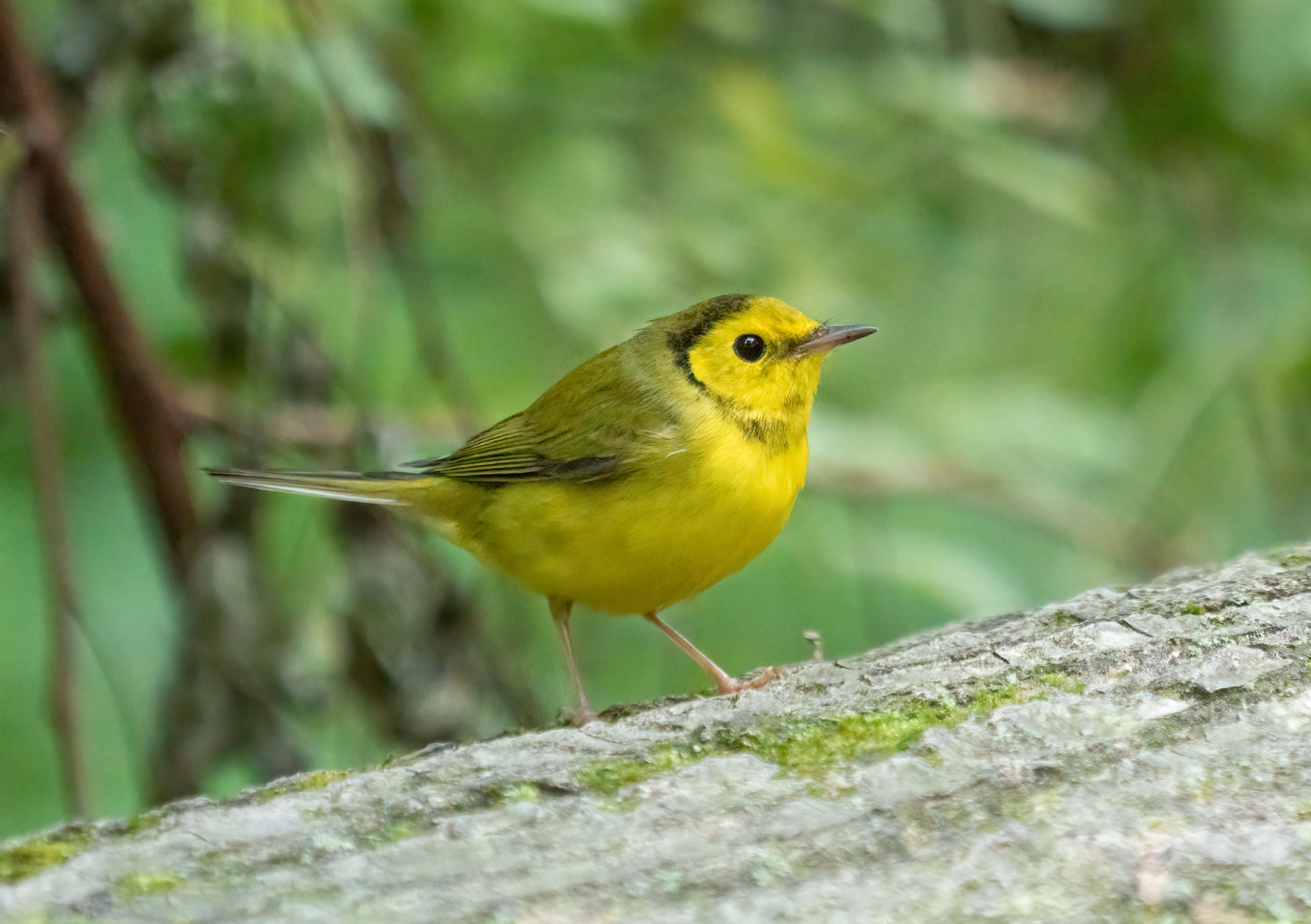 Image of Hooded Warbler