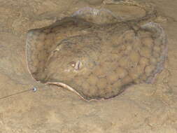 Image of river stingrays