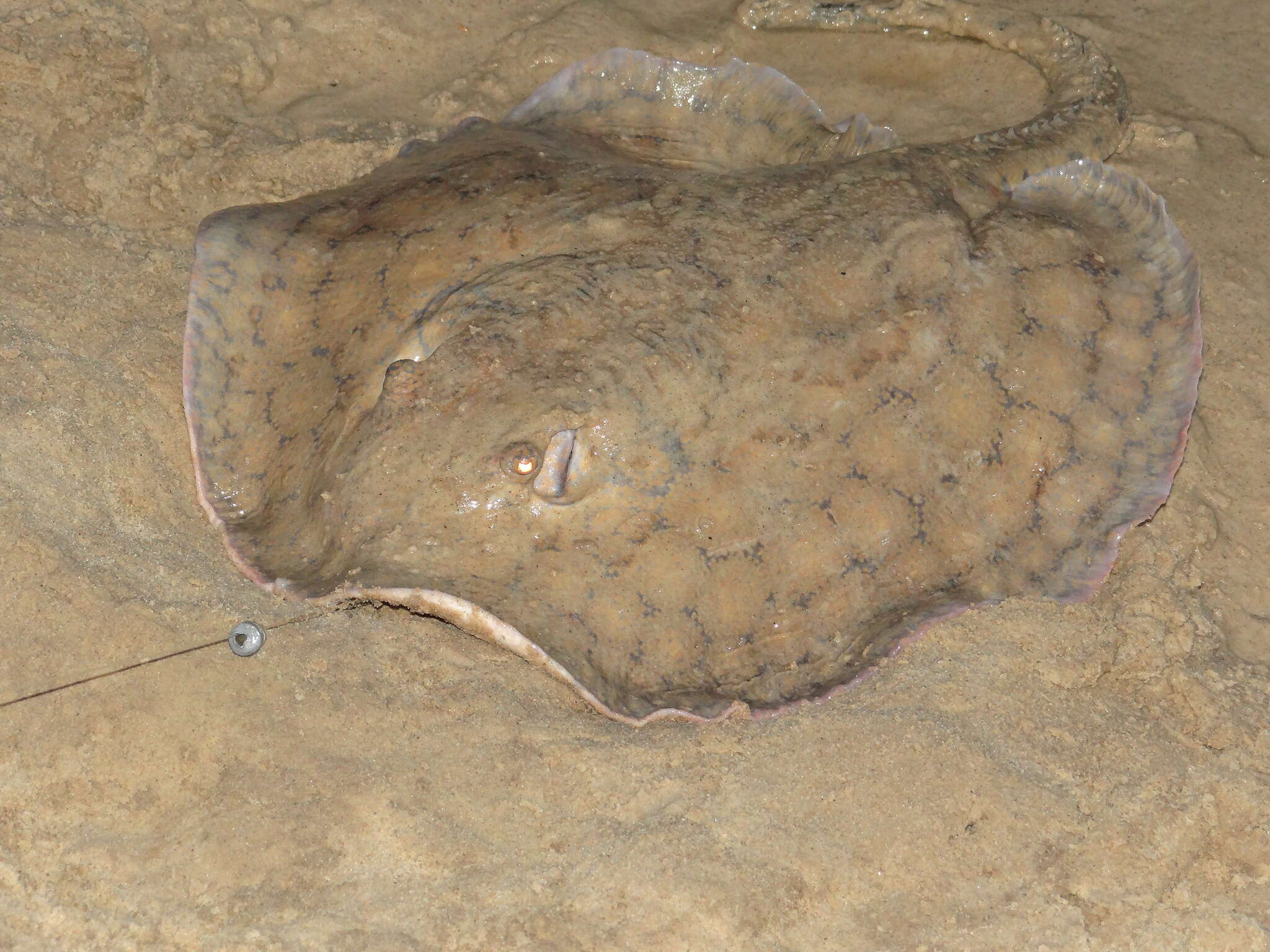 Image of river stingrays