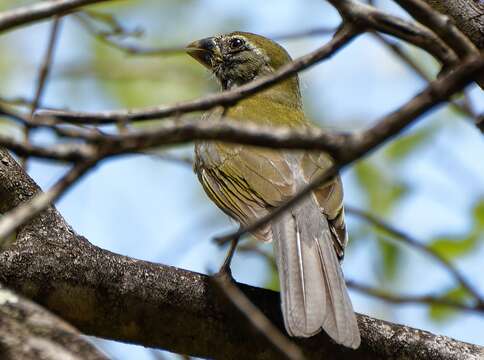 Image of Lesser Antillean Saltator