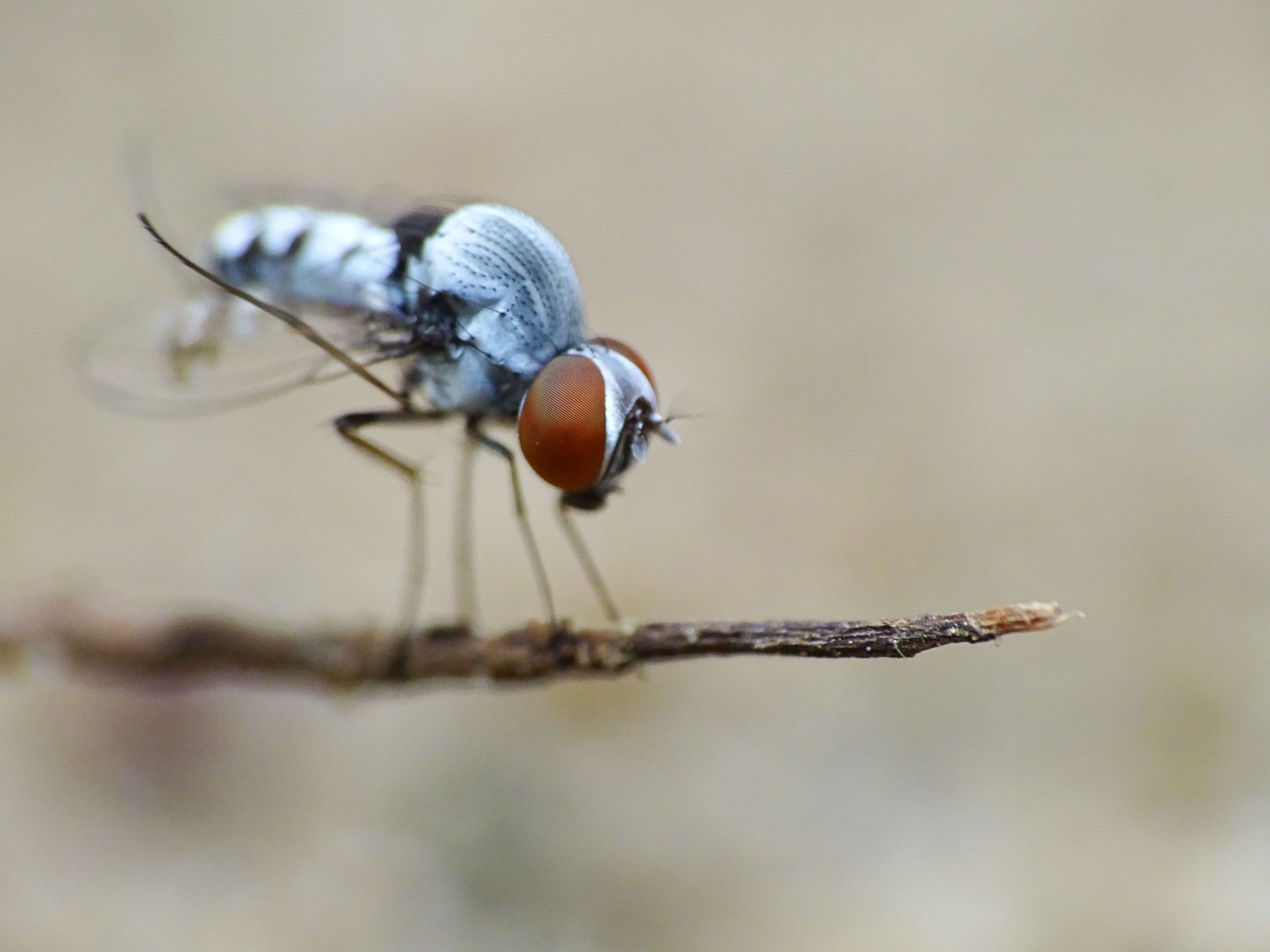 Image of quasimodo flies