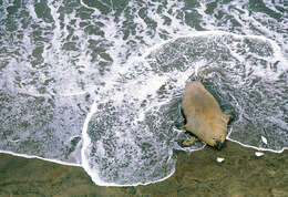 Image of South Atlantic Elephant-seal