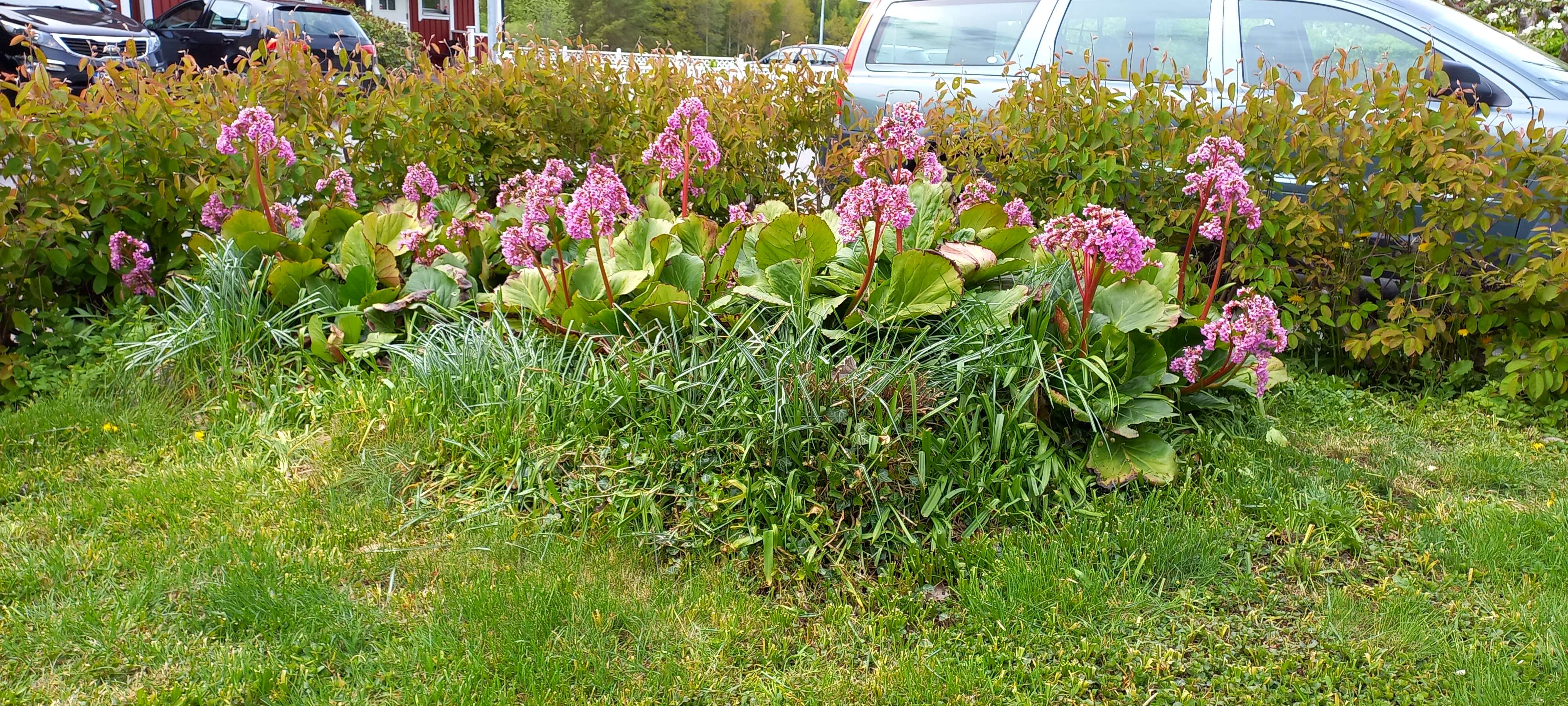 Image of Bergenia purpurascens (Hook. fil. & Thoms.) Engl.