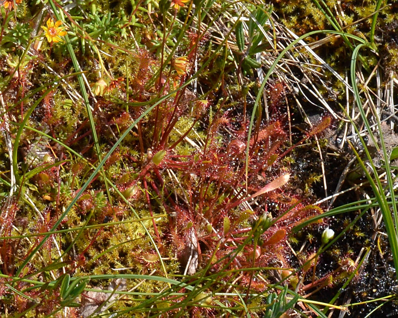 صورة Drosera anglica Huds.