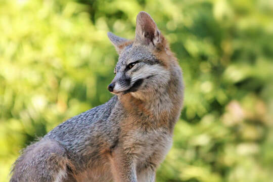 Image of Grey Foxes