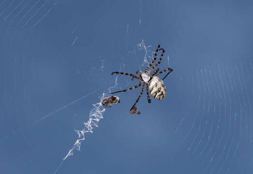 Image of Argiope lobata (Pallas 1772)