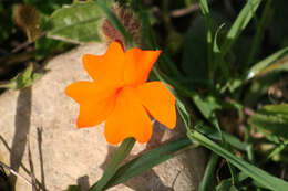 Image of petunia