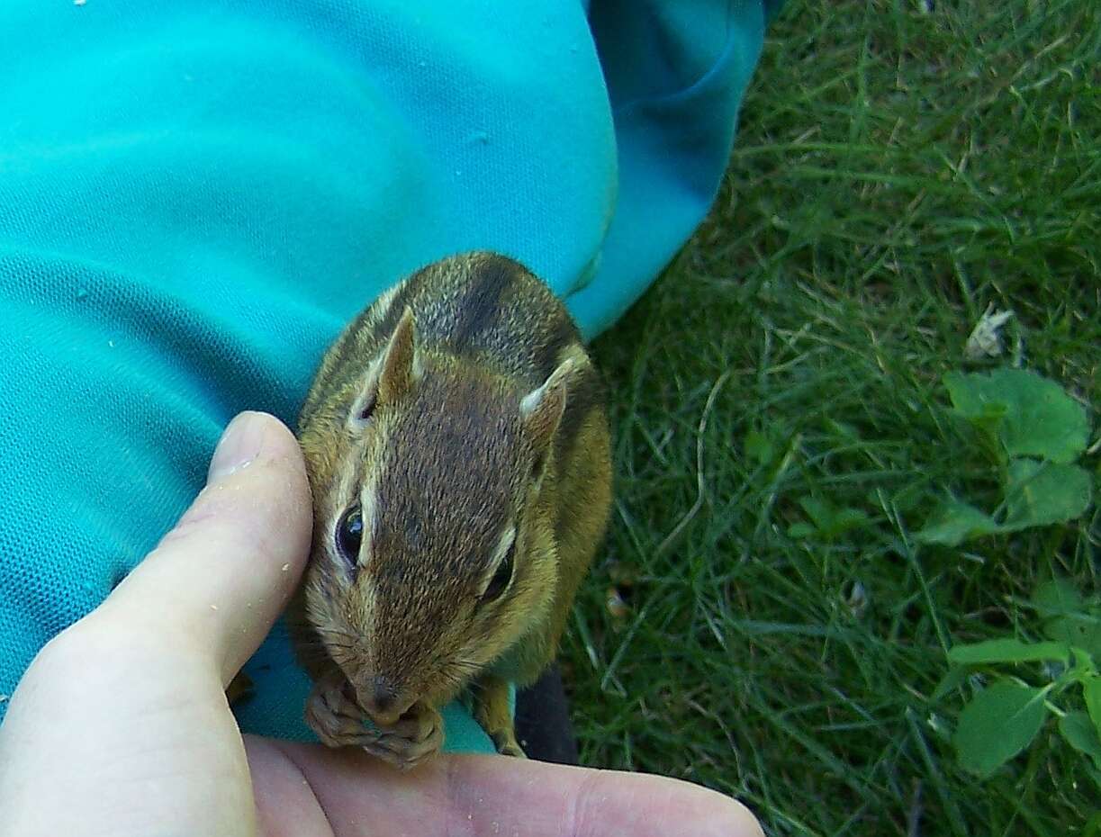 Image of Siberian Chipmunk