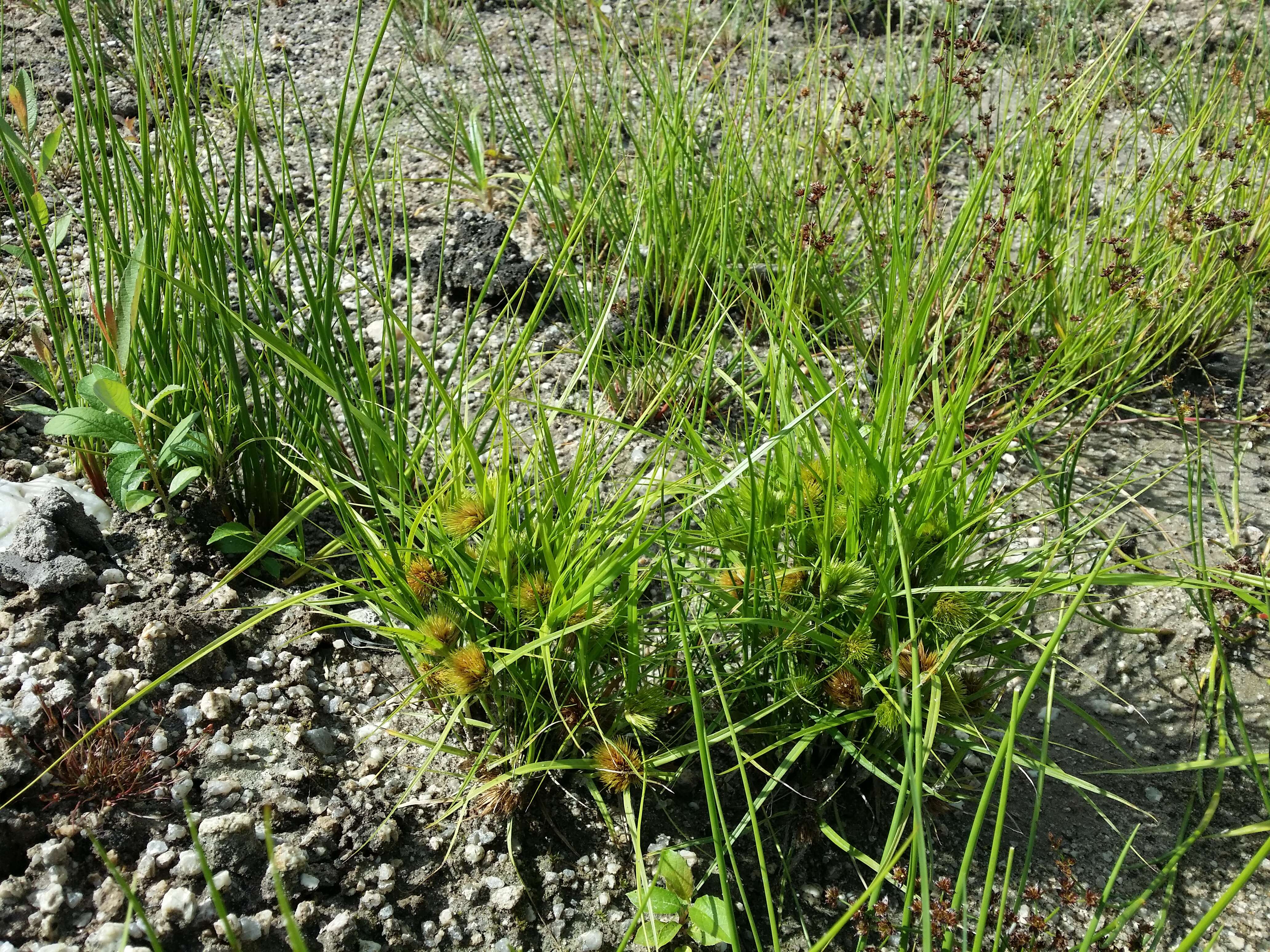 Image of Bohemian Sedge