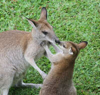 Image of Agile Wallaby