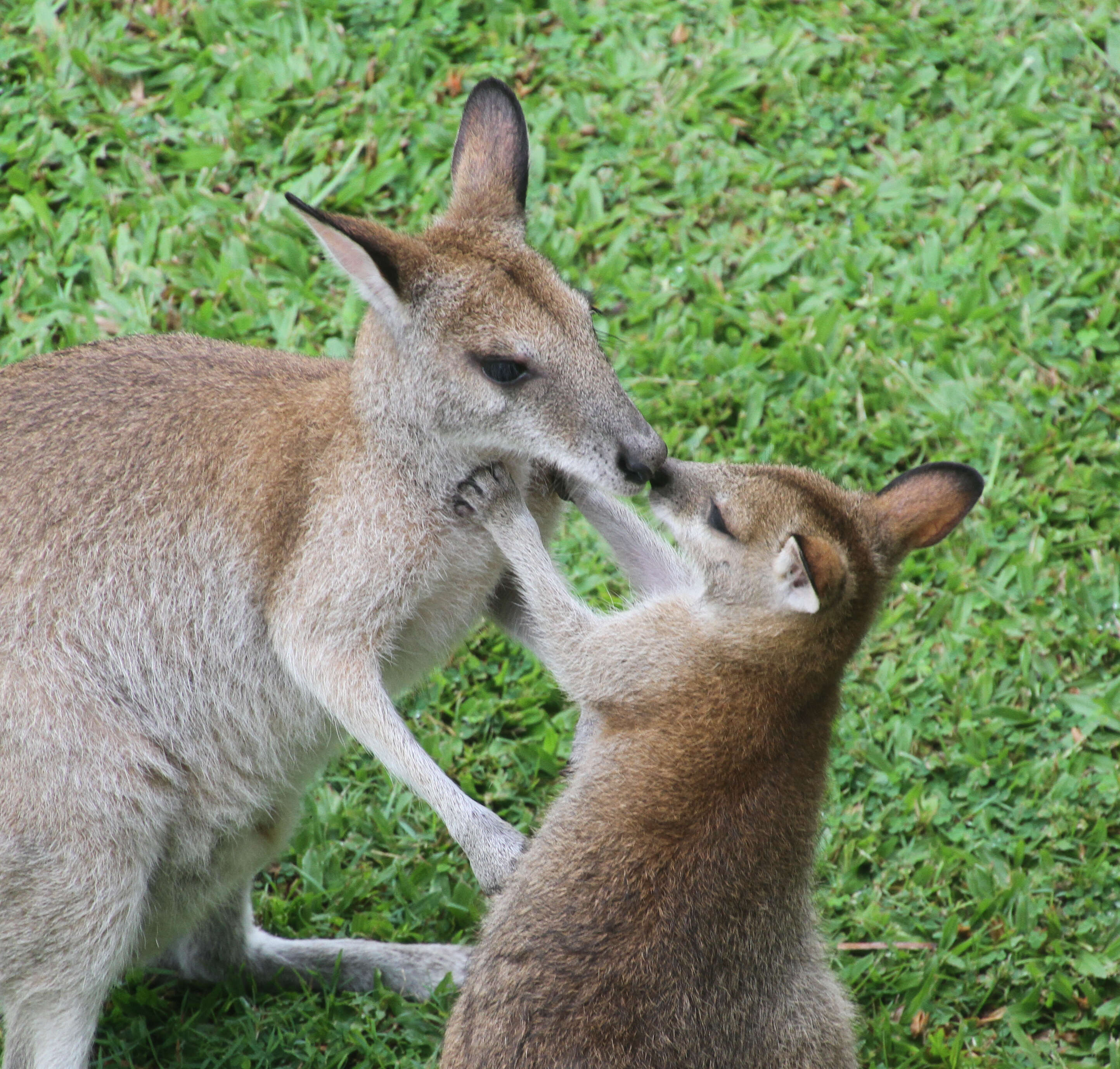 Image of Agile Wallaby