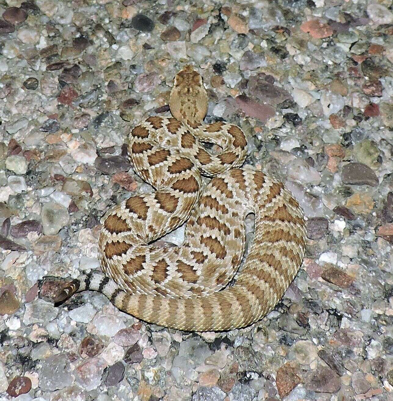 Image of Mohave Rattlesnake