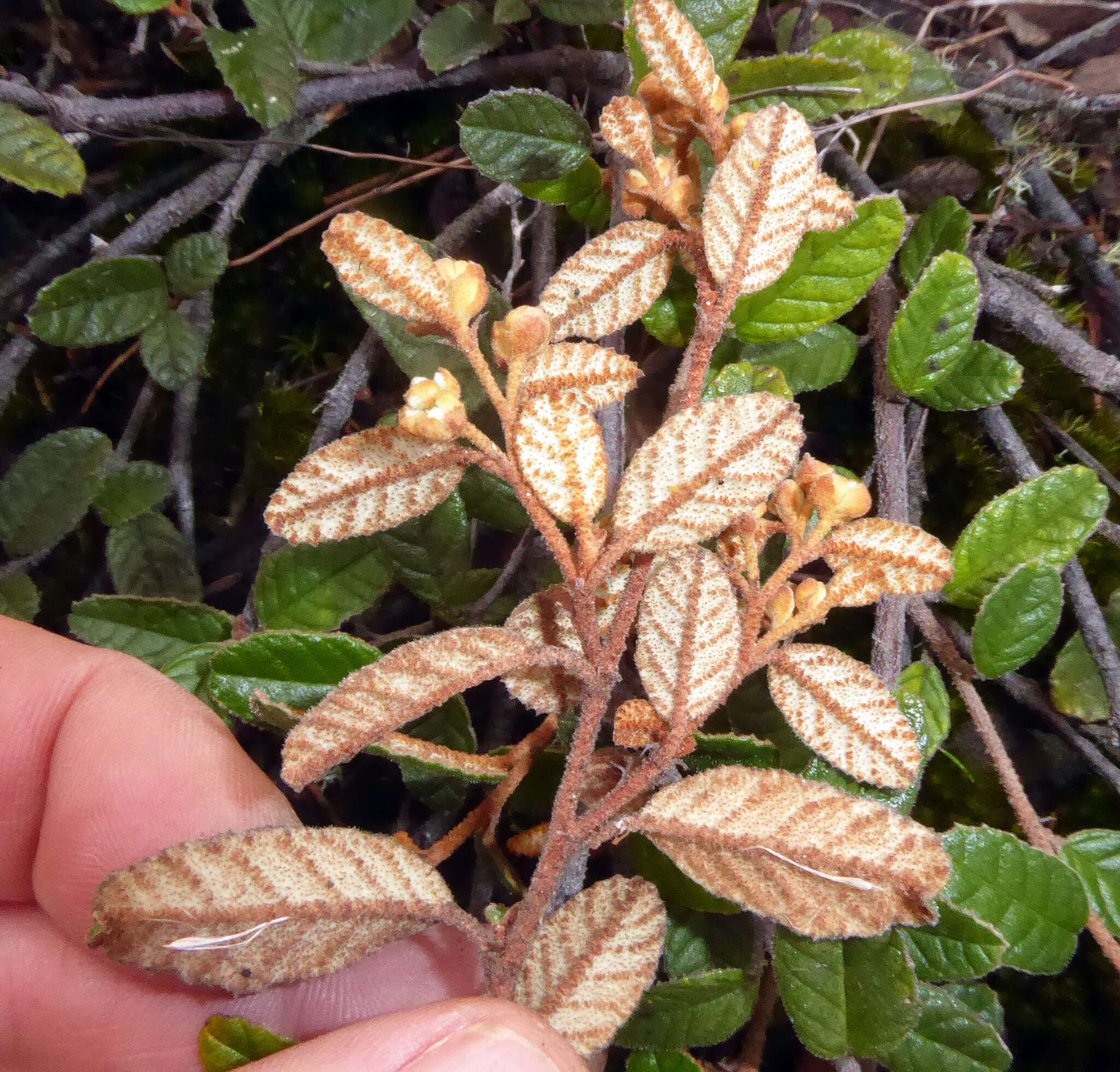 Image of Pomaderris prunifolia var. edgerleyi (Hook. fil.) L. B. Moore