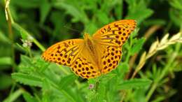 Image of silver-washed fritillary