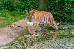 Image de tigre du Bengale