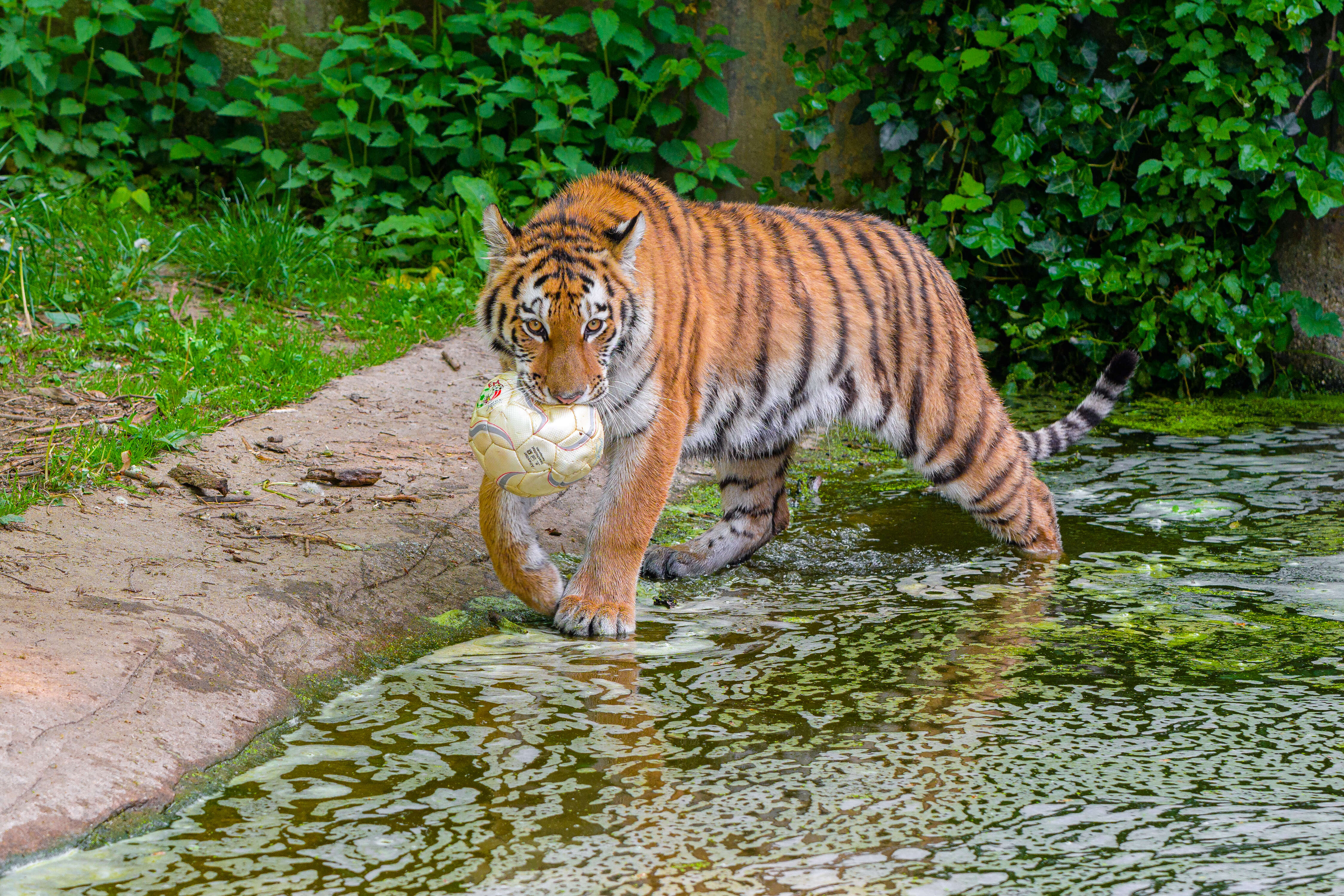 Image de tigre du Bengale