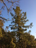 Image of <i>Pseudotsuga menziesii glauca</i>