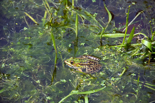 Image of Italian Pool Frog