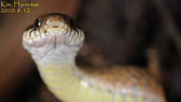 Image of Japanese Keelback