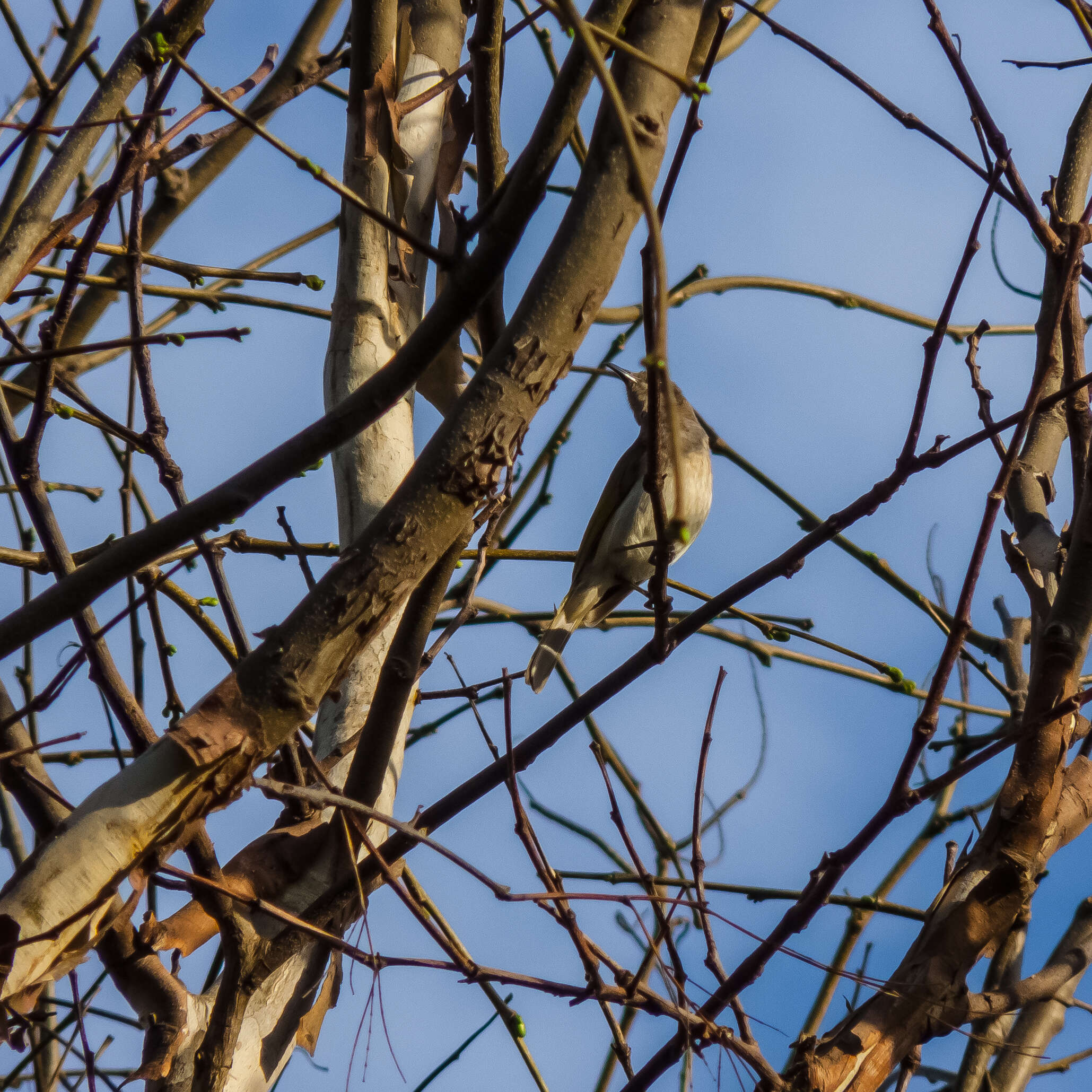 Image of Scarlet Honeyeater