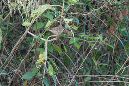 Image of Dusky Warbler