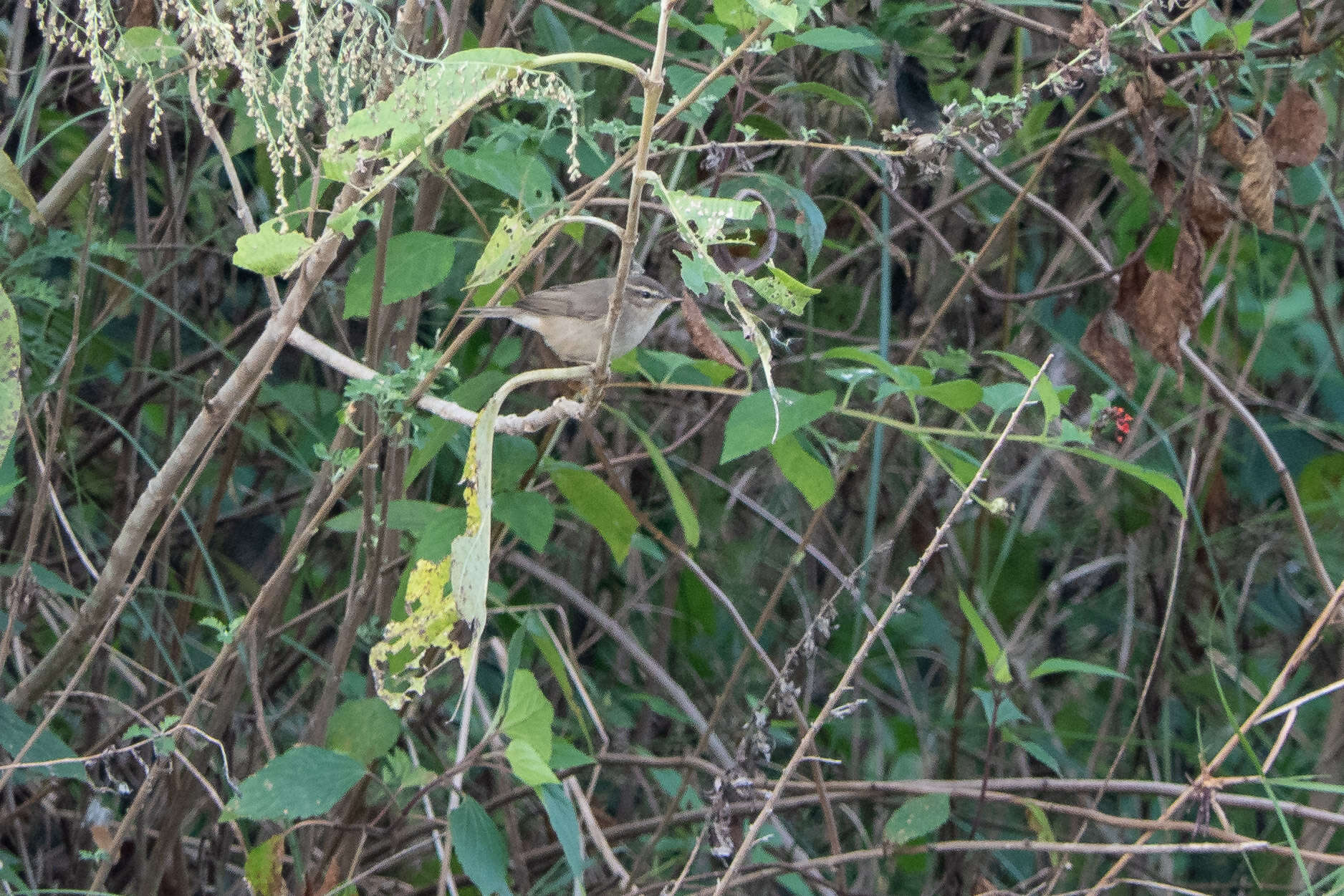 Image of Dusky Warbler