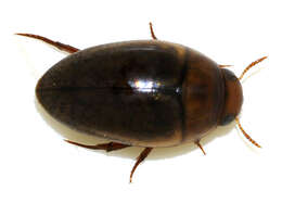 Image de Noterus clavicornis