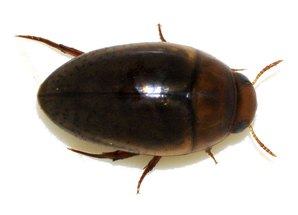 Image de Noterus clavicornis