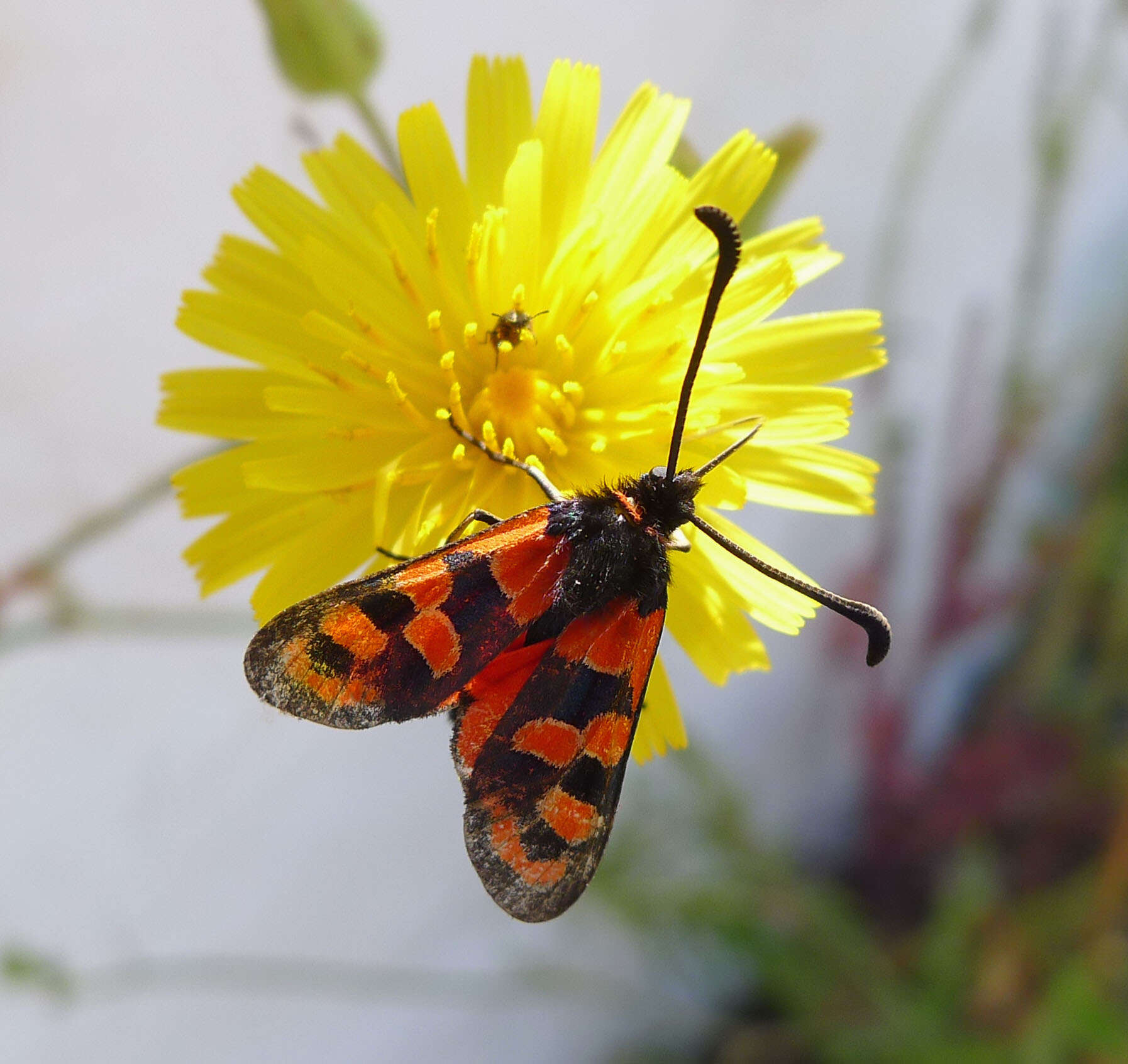 Image of Zygaena fausta Linnaeus 1767