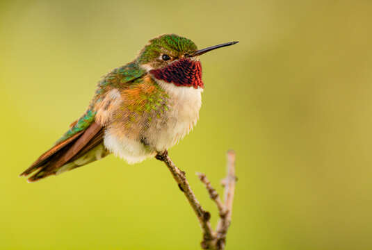 Image of Broad-tailed Hummingbird