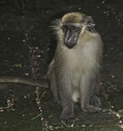 Image of Green Monkey