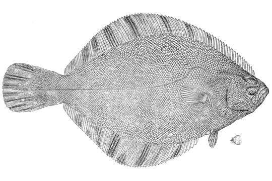 Image of Barfin flounder