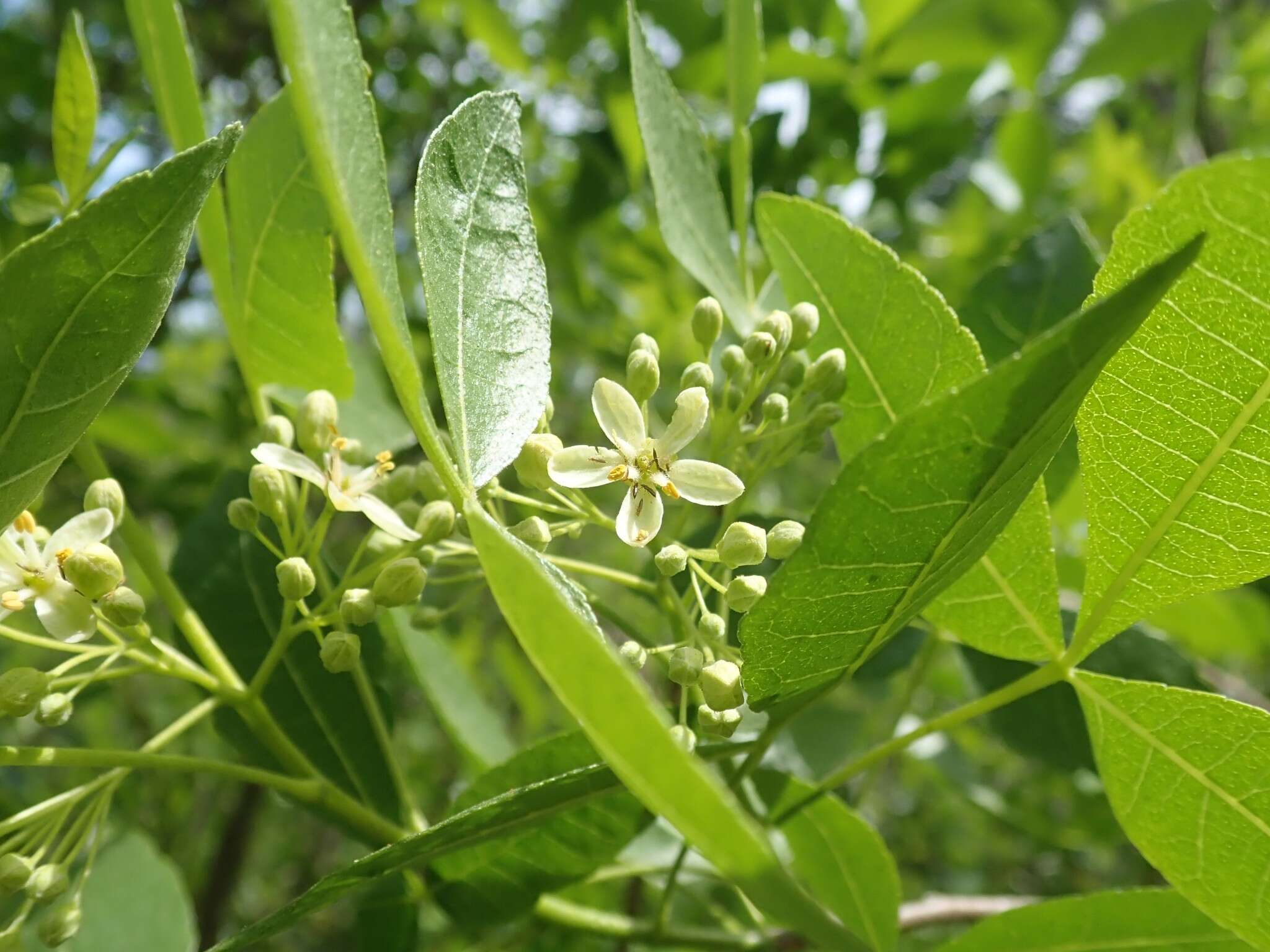 Image de Ptelea crenulata Greene