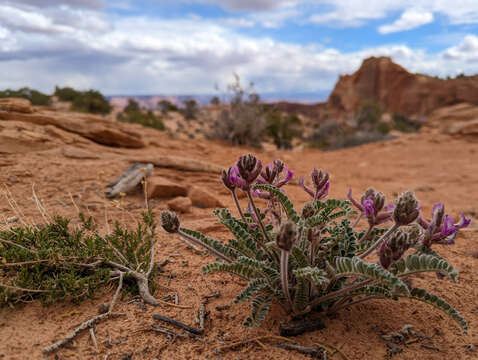 Image of Woolly Locoweed