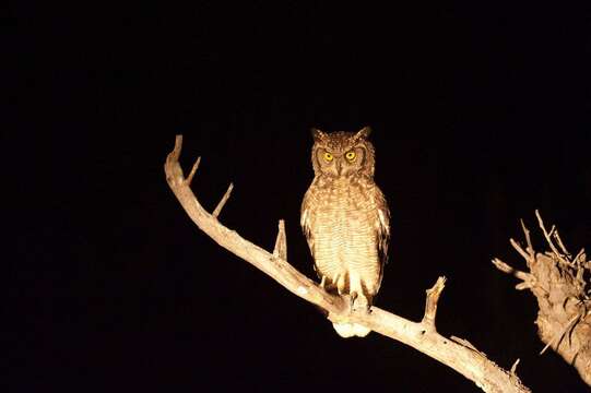 Image of Spotted Eagle-Owl