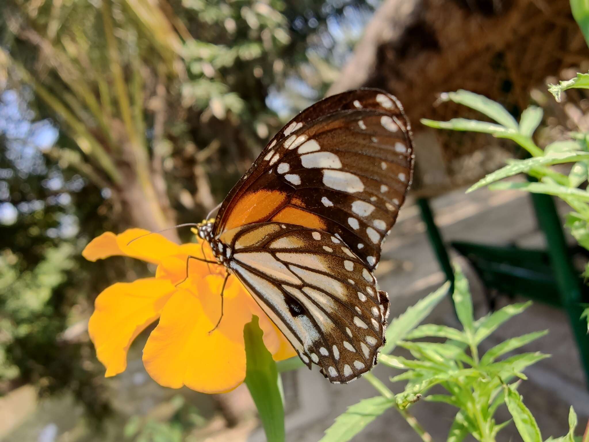 Image de Danaus (Anosia) melanippus Cramer 1777