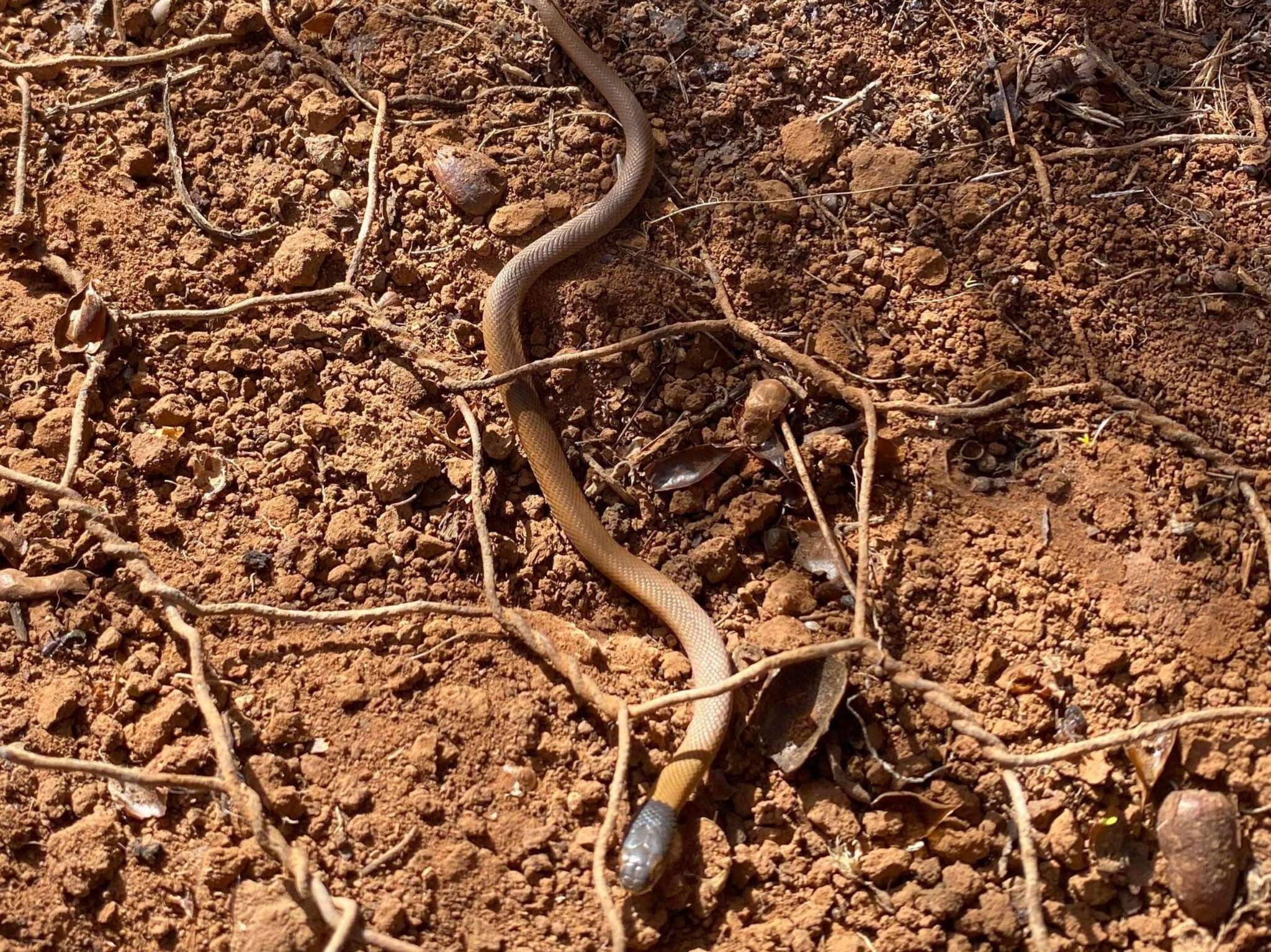 Image of Curl snake