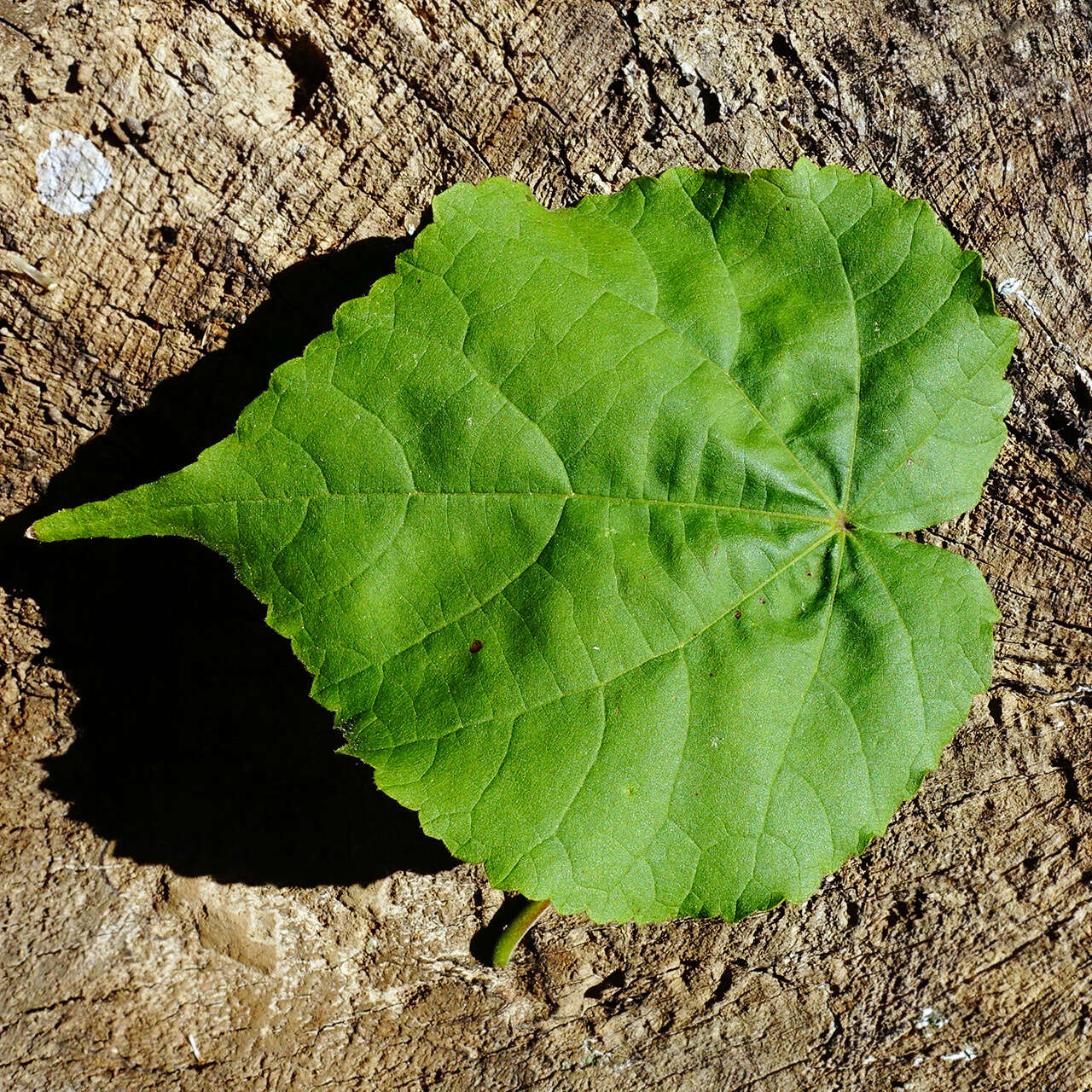 Imagem de Abutilon theophrasti Medik.