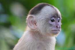Image of Spix's white-fronted capuchin
