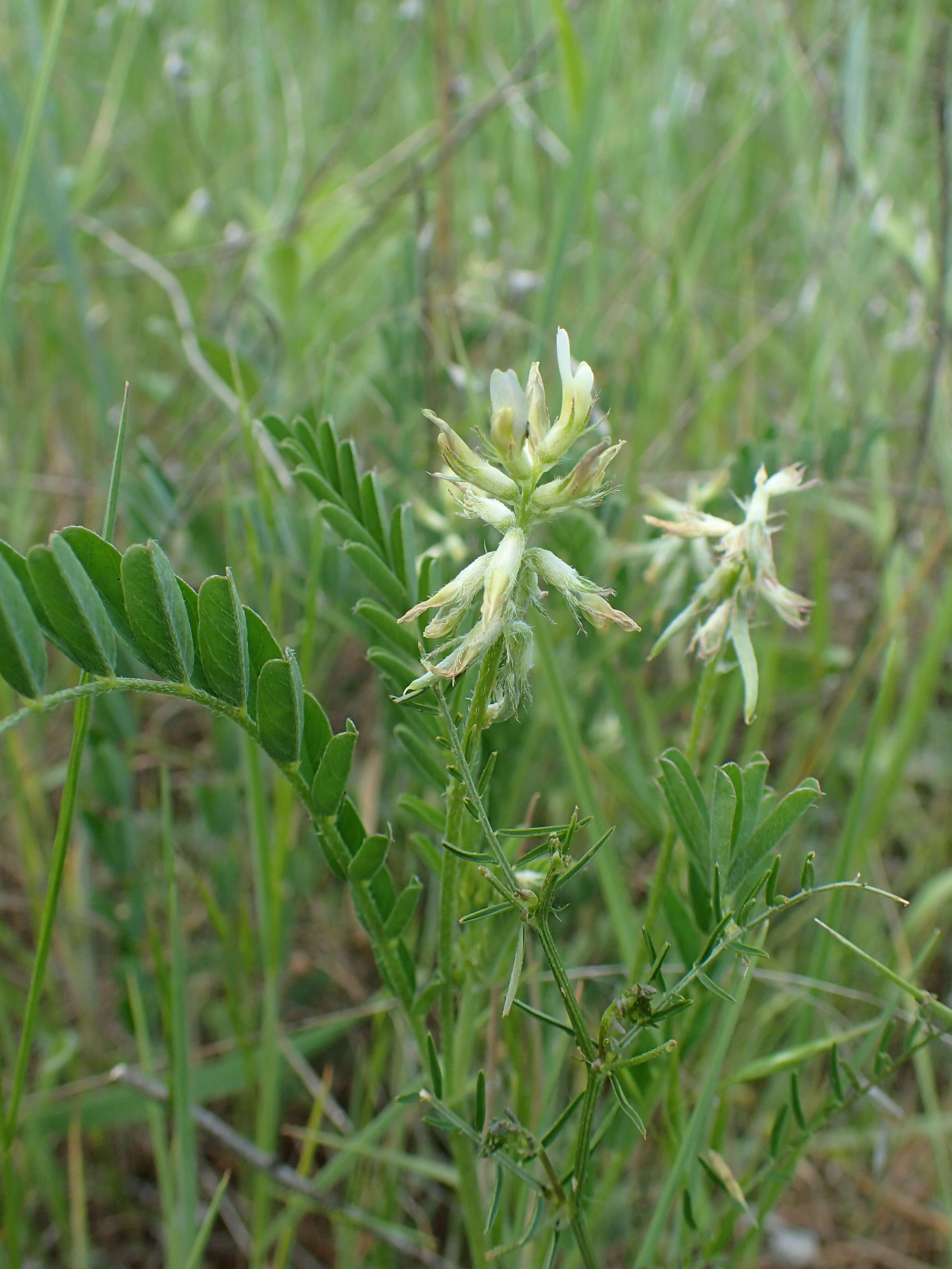 Imagem de Astragalus hamosus L.